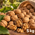 5 kg Bio Walnüsse in Schale