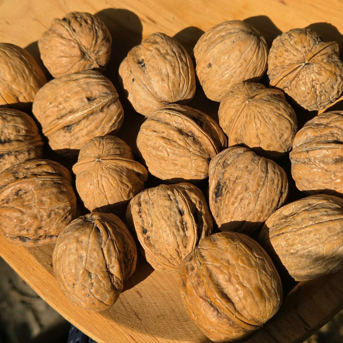 1 kg Bio Walnüsse in Schale